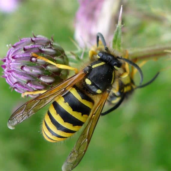 wasps wasp on flower