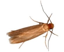 Moth Pest Control