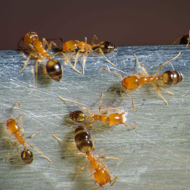 pharaoh ants