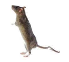 rat pest control