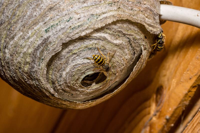 Wasps Control Wasps on wasp nest in shed