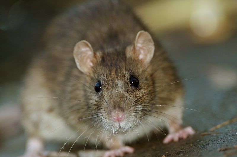 Brown Rat