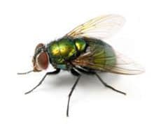 fly pest control