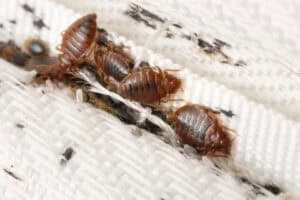 Multiple Bed Bugs in Mattress Seam