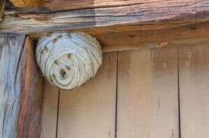 Wasp nest in shed